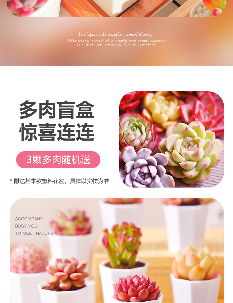 多肉详情页_02.png