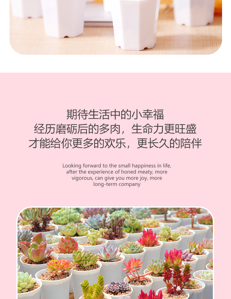 多肉详情页_03.png