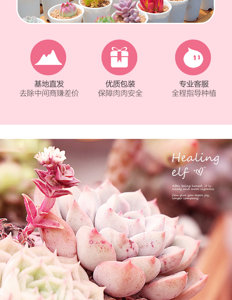 多肉详情页_04.png