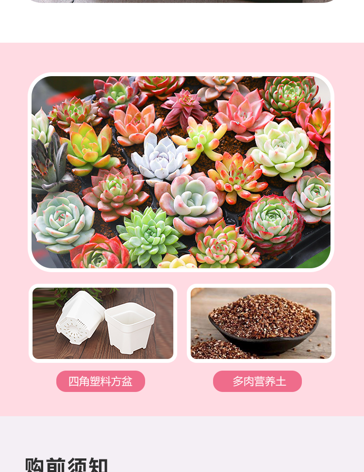 多肉详情页_10.png